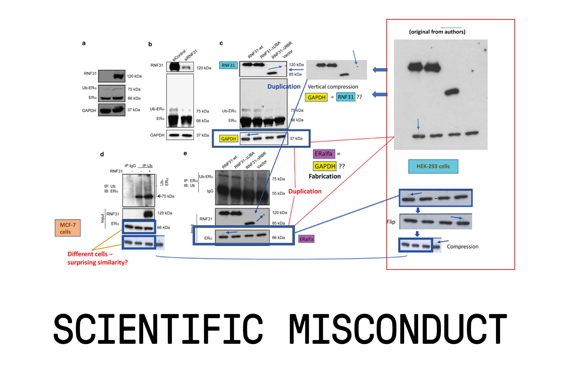 Scientific Misconduct: Hoax in Biology